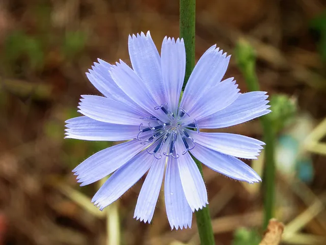 Pale blue chicory flower with square-tipped fringed petals growing at a roadside