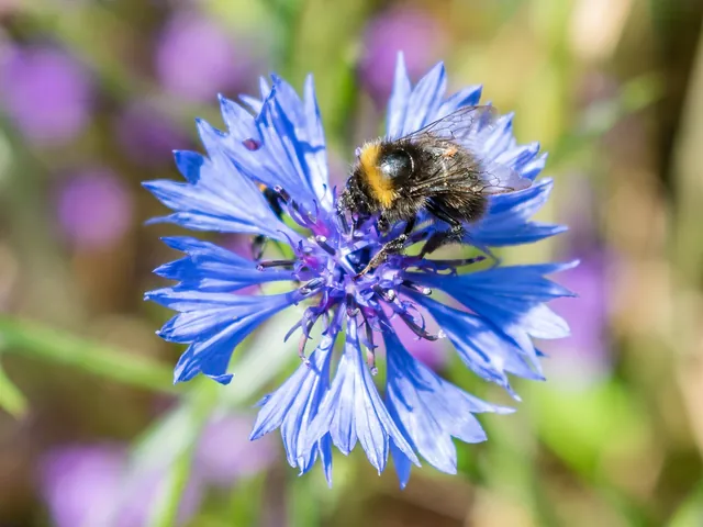 Vivid blue cornflower with fringed petals and a bumblebee feeding on the flower head