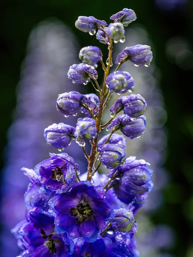 Tall blue delphinium flower spike covered in raindrops