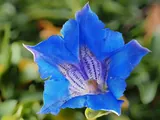 Alpine gentian close-up