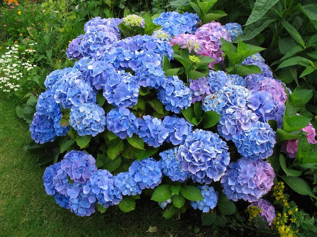 Large hydrangea shrub covered in round blue mophead flower clusters
