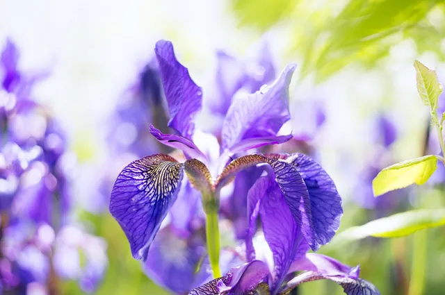 Backlit Siberian iris with violet-blue falls and delicate veining