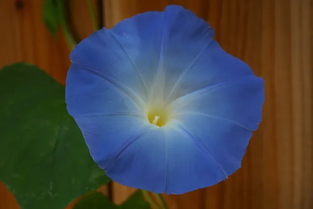Single Heavenly Blue morning glory trumpet with a pale star pattern and white throat