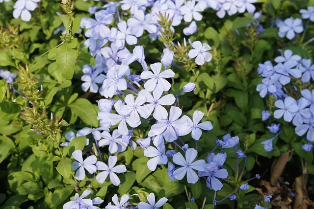 Cape plumbago shrub covered in clusters of pale sky-blue five-petalled flowers