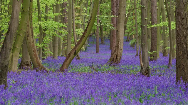 Woodland floor completely covered with blue English bluebells between tall tree trunks