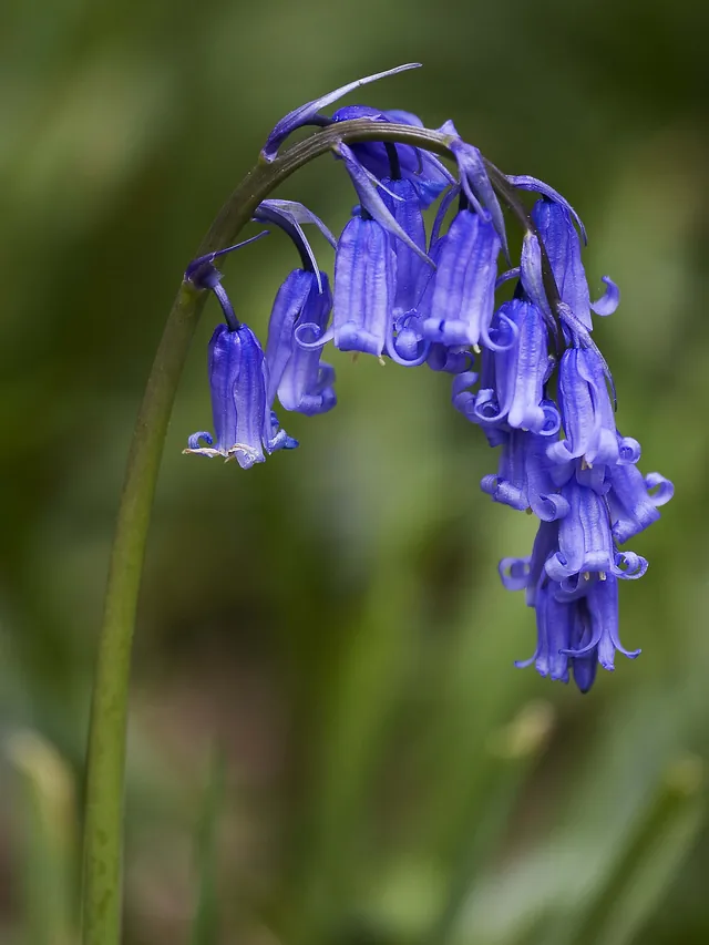 Single English bluebell stem arching over with violet-blue bell-shaped flowers