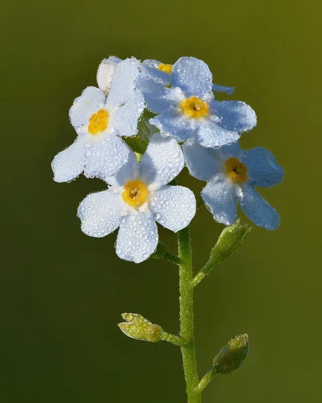 Cluster of pale blue forget-me-not flowers with bright yellow centres covered in dew