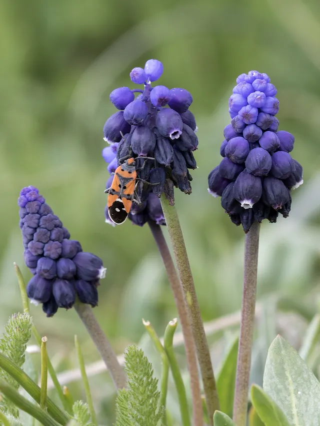 Three grape hyacinth spikes of tightly packed deep blue bell flowers with an insect
