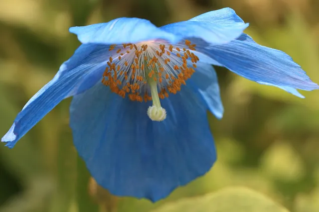 Himalayan blue poppy with four sky-blue petals and a cluster of golden stamens