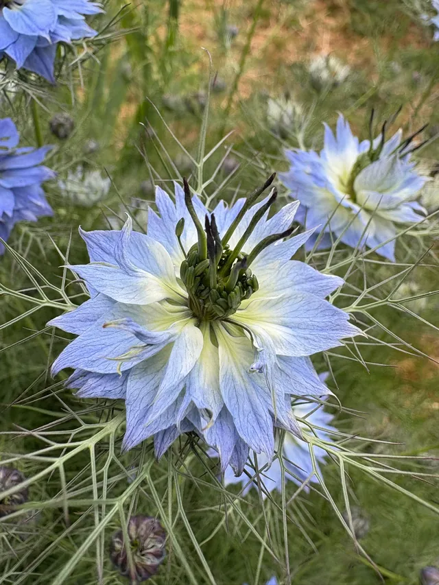 Pale blue love-in-a-mist flower surrounded by a halo of thread-like green bracts