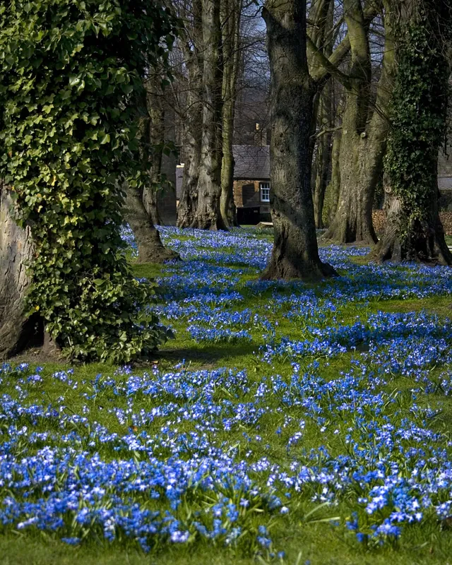 Blue carpet of Siberian squill flowering under old trees in a garden