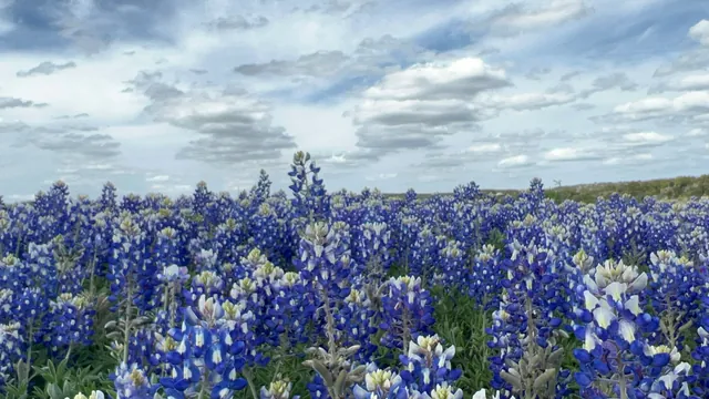Wide prairie field filled with blue Texas bluebonnets under a cloudy sky